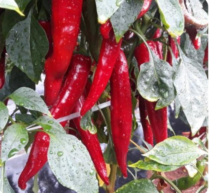 장터 상품 [고추가루와 매실고추장 한관에150000] 썸네일