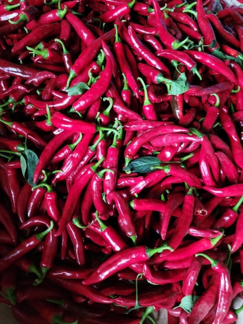 강화댁님의 장터 판매 상품 [고추가루와 매실고추장 한관에150000] 첨부 사진