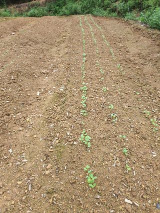 경주농장님의 팜모닝 · 출석 작성글 사진