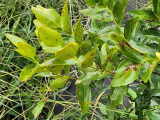 가희농장님의 기타작물 · 병해충상담 작성글 사진