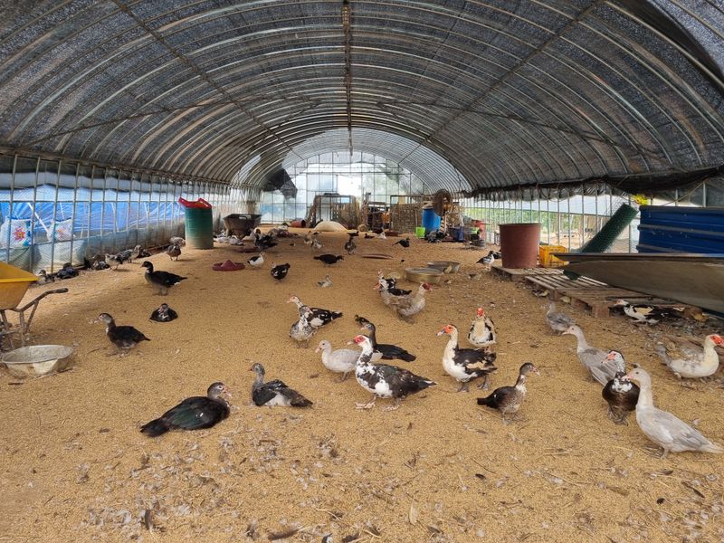 장터 상품 [머스코 기러기 가격제시] 썸네일