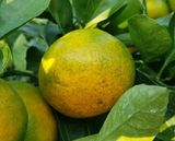 팜모닝 귤·병해충상담 게시글 이미지