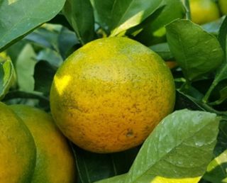 팜스쿨님의 귤 · 병해충상담 작성글 사진