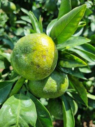 리치~님의 귤 · 병해충상담 작성글 사진