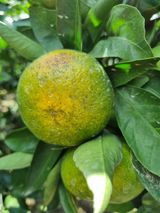 팜모닝 귤·병해충상담 게시글 이미지