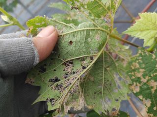 정병준님의 포도 · 병해충상담 작성글 사진