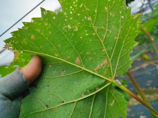 정병준님의 포도 · 병해충상담 작성글 사진