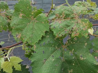 정병준님의 포도 · 병해충상담 작성글 사진