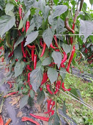 김미경님의 팜모닝 · 출석 작성글 사진