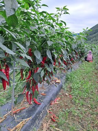김미경님의 팜모닝 · 출석 작성글 사진