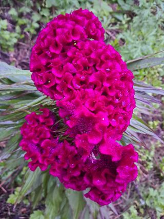 김미경님의 콩 · 자유게시판 작성글 사진