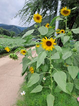 김미경님의 콩 · 자유게시판 작성글 사진