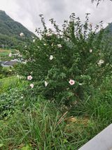 팜모닝 콩·자유게시판 게시글 이미지