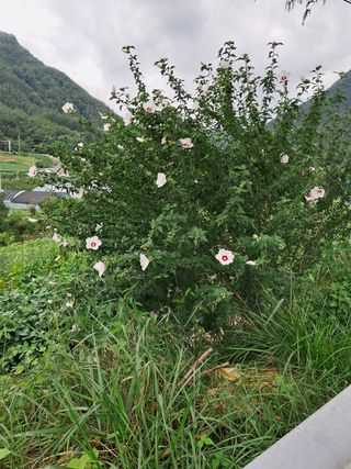 김미경님의 콩 · 자유게시판 작성글 사진