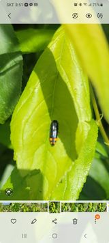 팜모닝 기타작물·병해충상담 게시글 이미지