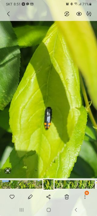 김남주님의 기타작물 · 병해충상담 작성글 사진
