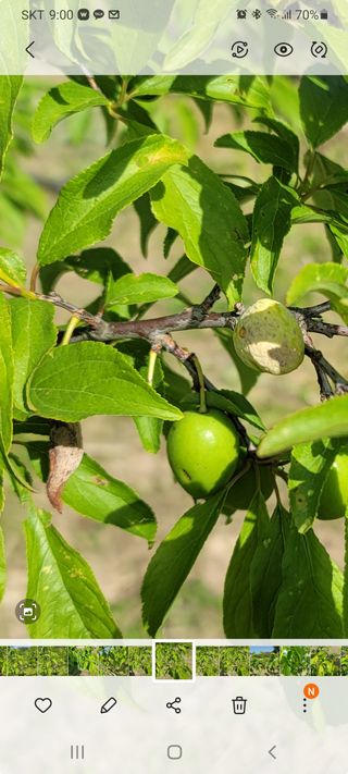 김남주님의 기타작물 · 병해충상담 작성글 사진