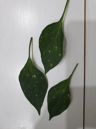 황수하님의 고추 · 병해충상담 작성글 사진