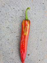 팜모닝 고추·병해충상담 게시글 이미지