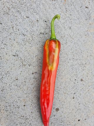 황수하님의 고추 · 병해충상담 작성글 사진