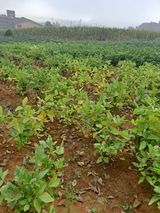 팜모닝 팜모닝·출석 게시글 이미지