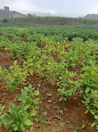 김종헌님의 팜모닝 · 출석 작성글 사진