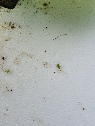 희철님의 상추 · 병해충상담 작성글 사진