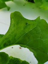 팜모닝 상추·병해충상담 게시글 이미지