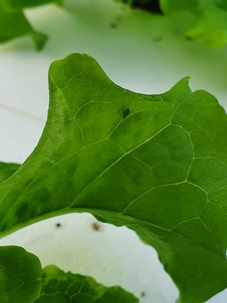 희철님의 상추 · 병해충상담 작성글 사진