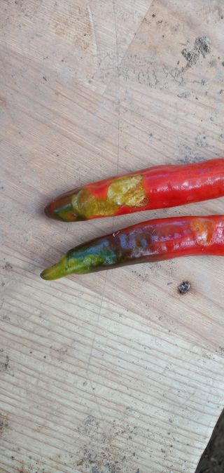 꿈속의농원님의 고추 · 병해충상담 작성글 사진