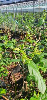 팜모닝 블루베리·병해충상담 게시글 이미지