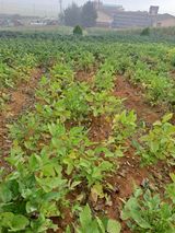 팜모닝 콩·병해충상담 게시글 이미지