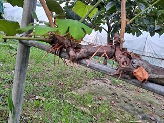 동숙이님의 포도 · 병해충상담 작성글 사진