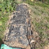 팜모닝 양배추·자유게시판 게시글 이미지