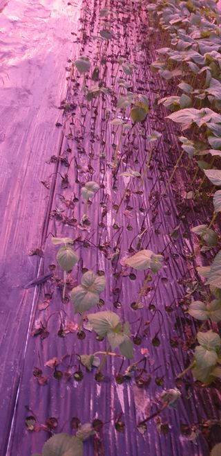 단장님의 들깨 · 병해충상담 작성글 사진