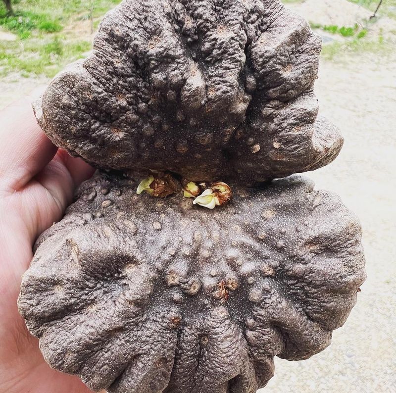 초보사과농뷰님의 장터 판매 상품 [하늘마 1kg 7000] 첨부 사진