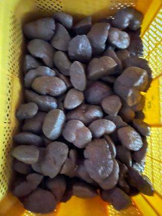 초보사과농뷰님의 작성글 사진