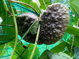 초보사과농뷰님의 작성글 사진