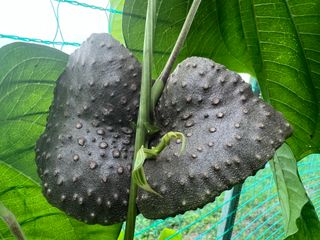 초보사과농뷰님의 작성글 사진