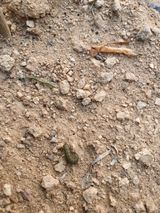 팜모닝 파·병해충상담 게시글 이미지