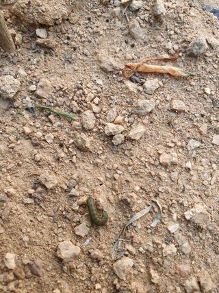 김공석님의 파 · 병해충상담 작성글 사진