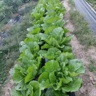 마음자리님의 팜모닝 · 출석 작성글 사진