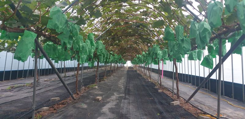 장터 상품 [샤인머스켓 55000] 썸네일