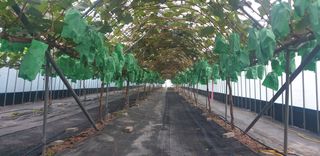 팜모닝회원전상배님의 작성글 사진