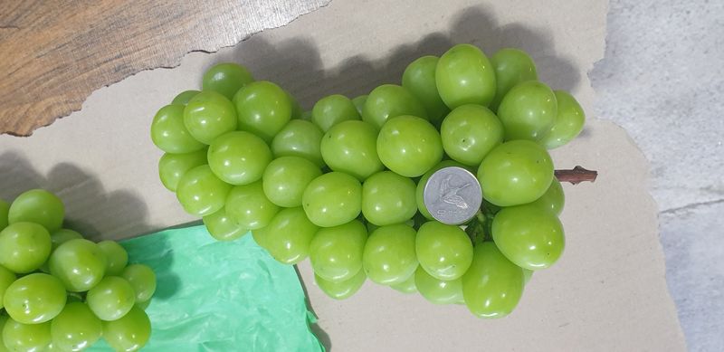 팜모닝회원전상배님의 장터 판매 상품 [샤인머스켓 55000] 첨부 사진