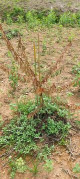 팜모닝 매실·병해충상담 게시글 이미지