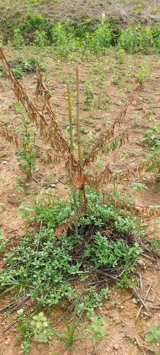 금호타이어강이태님의 매실 · 병해충상담 작성글 사진