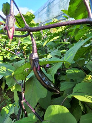 귀농알이님의 팜모닝 · 출석 작성글 사진