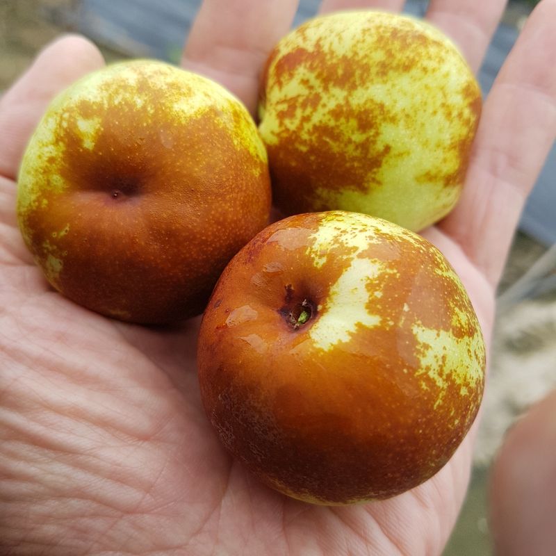 마이산늘봄농원님의 장터 판매 상품 [사과대추 45,000/2kg] 첨부 사진