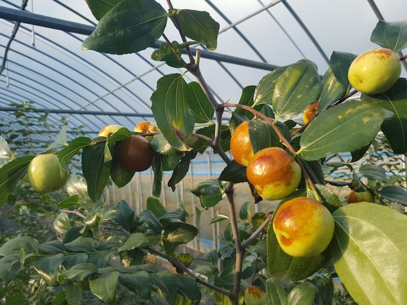 장터 상품 [사과대추 45,000/2kg] 썸네일